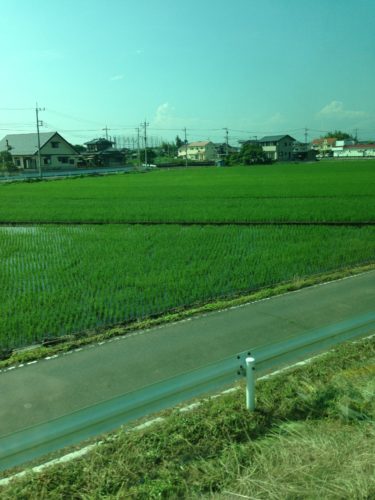 のどかな田んぼの景色